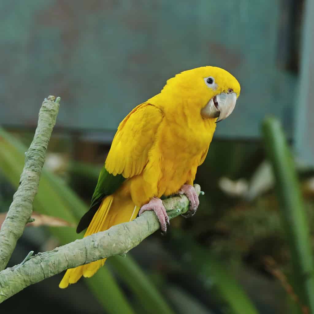 golden conure