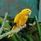 Parrot Rio Golden A Look at the Types of Birds in the Rio Movie - A-Z Animals