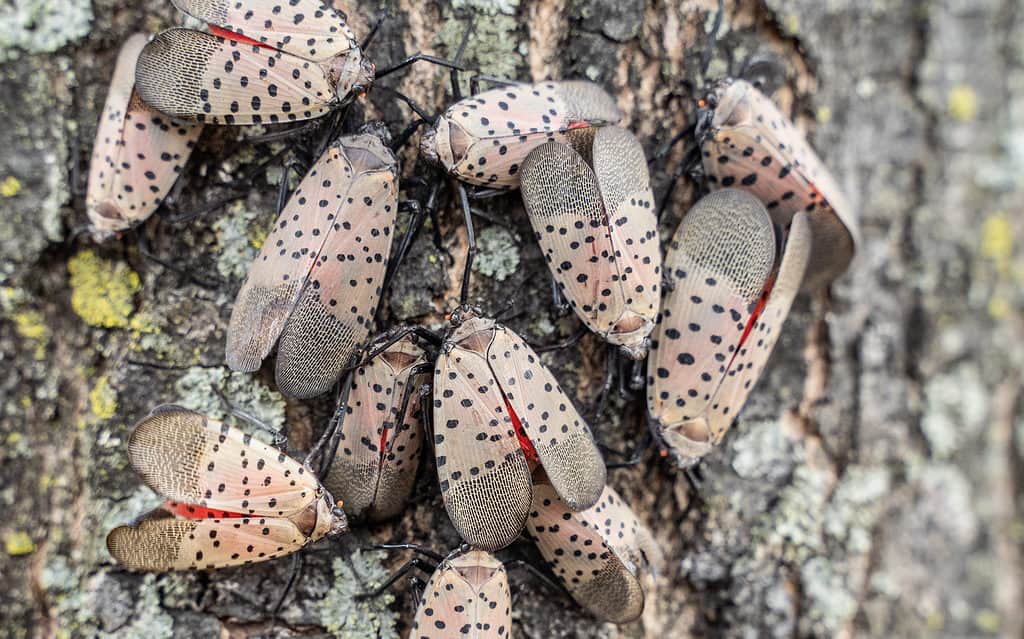 Swarm of spotted lanternflies