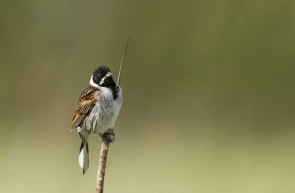 reed bunting