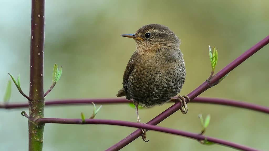 Pacific wren