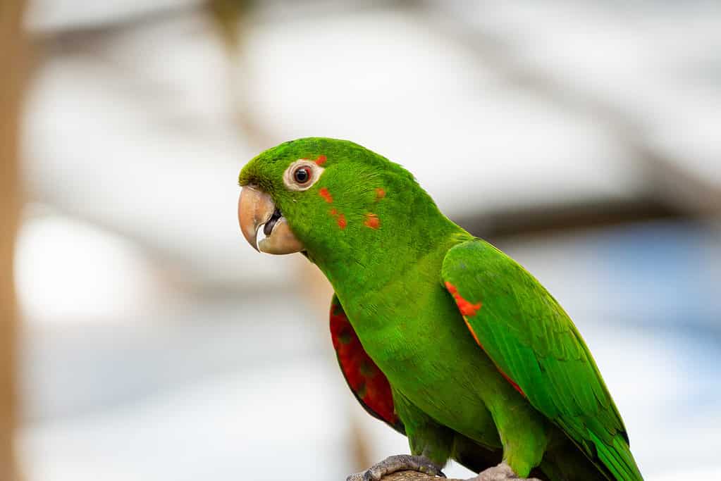 mitred conure