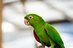 mitre parakeet with selective focus background and copy space