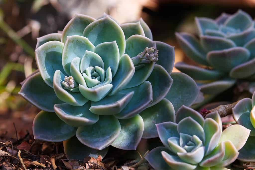 ucculent blue rock rose (Echeveria imbricata) plant growing in garden