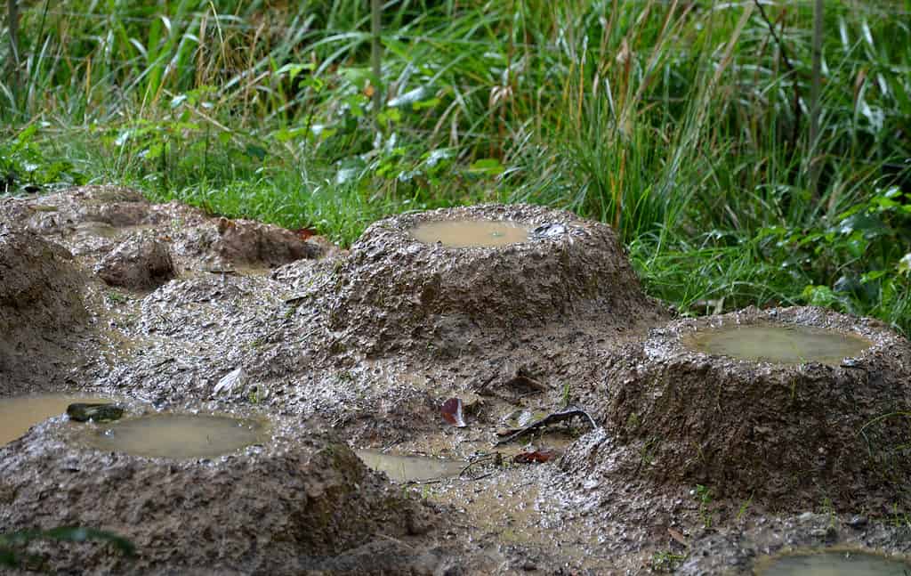 flamingo nest