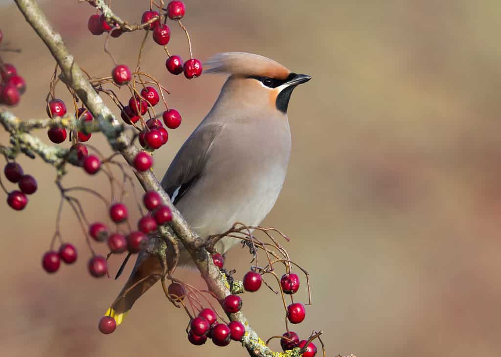 7 Plants That Attract Beautiful Bluebirds to Your Yard - A-Z Animals