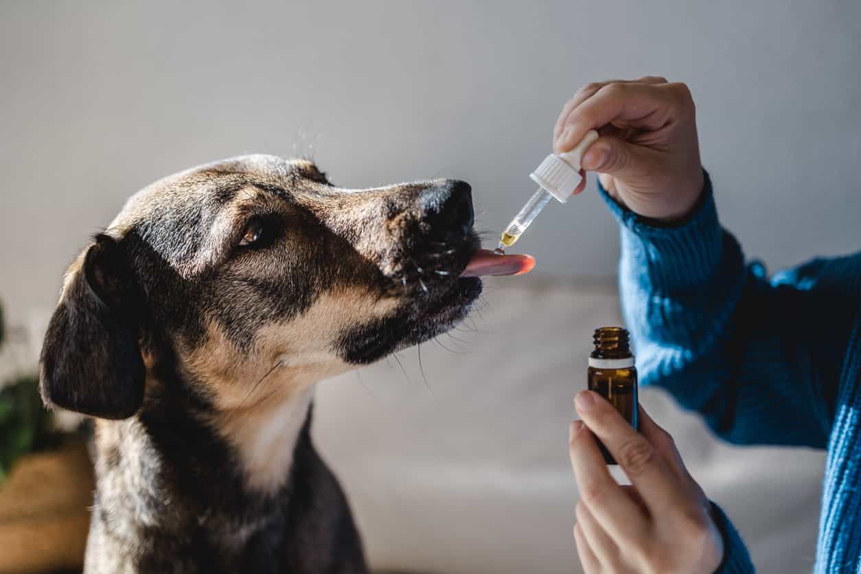 dog taking oil