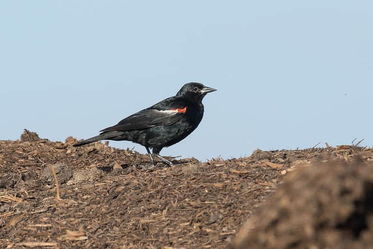 all-types-of-birds-in-california-a-z-animals