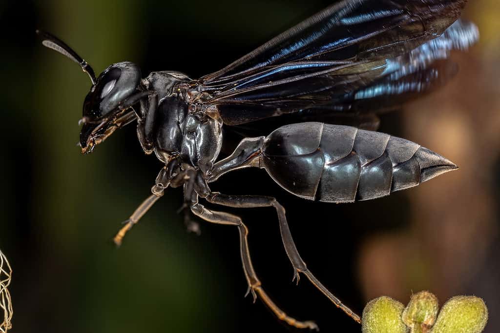 warrior wasp