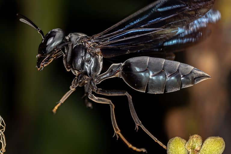 Black Wasp - A-Z Animals