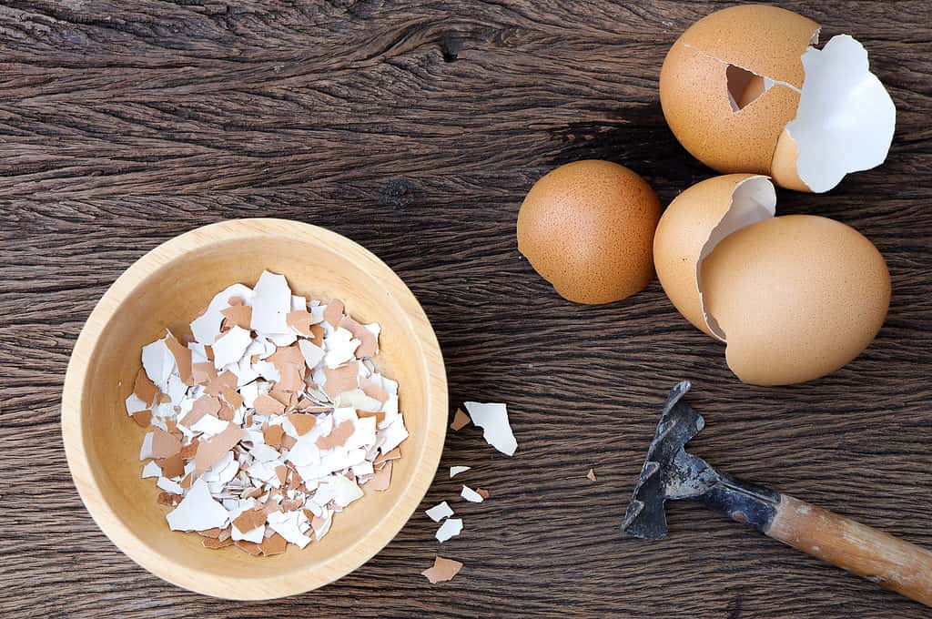 Crushed eggshells can be an effective deterrent for snails and slugs.