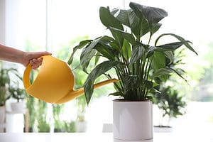 How Often To Water Your Peace Lily And Other Tips Picture