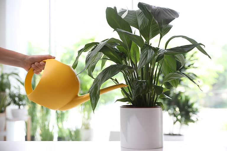 A peace lily being watered in a pot