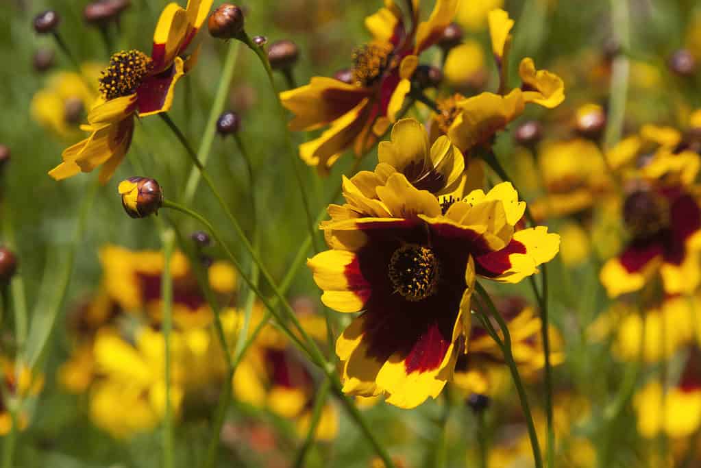 plains coreopsis