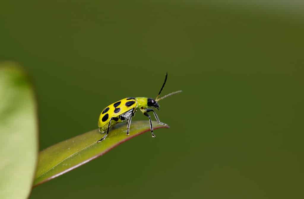 Spotted Cucumber Beetle (Diabrotica undecimpunctata) on the tip of a leaf.