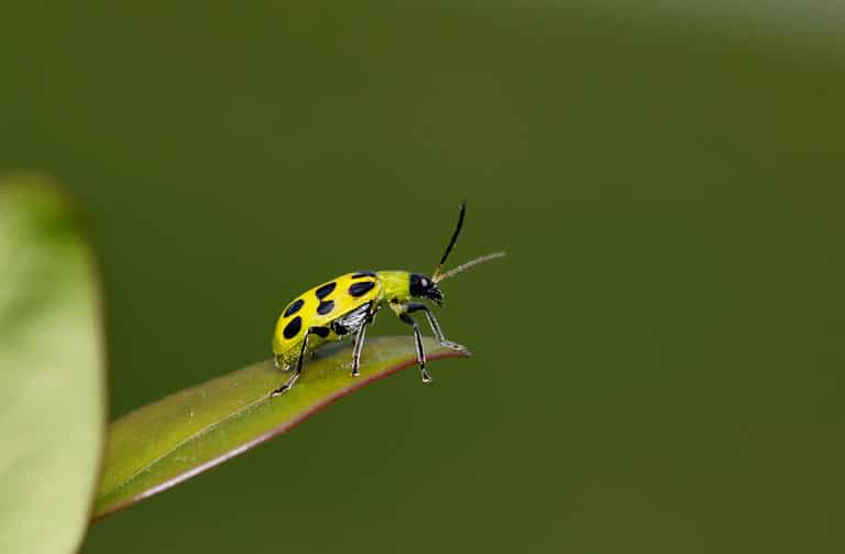Spotted Cucumber Beetle (Diabrotica undecimpunctata) on the tip of a leaf.