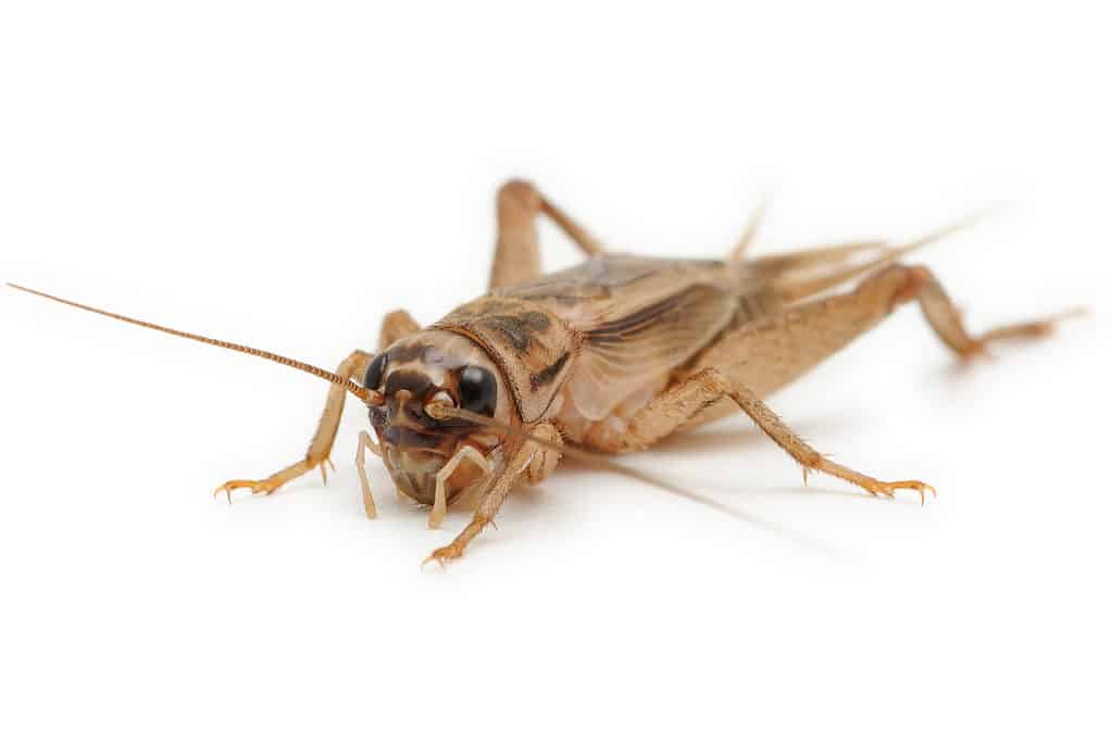 House cricket (Acheta domesticus) on a white background