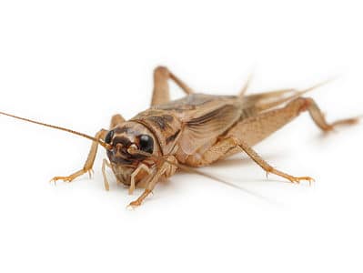 A Discover 9 Smells That Crickets Absolutely Hate