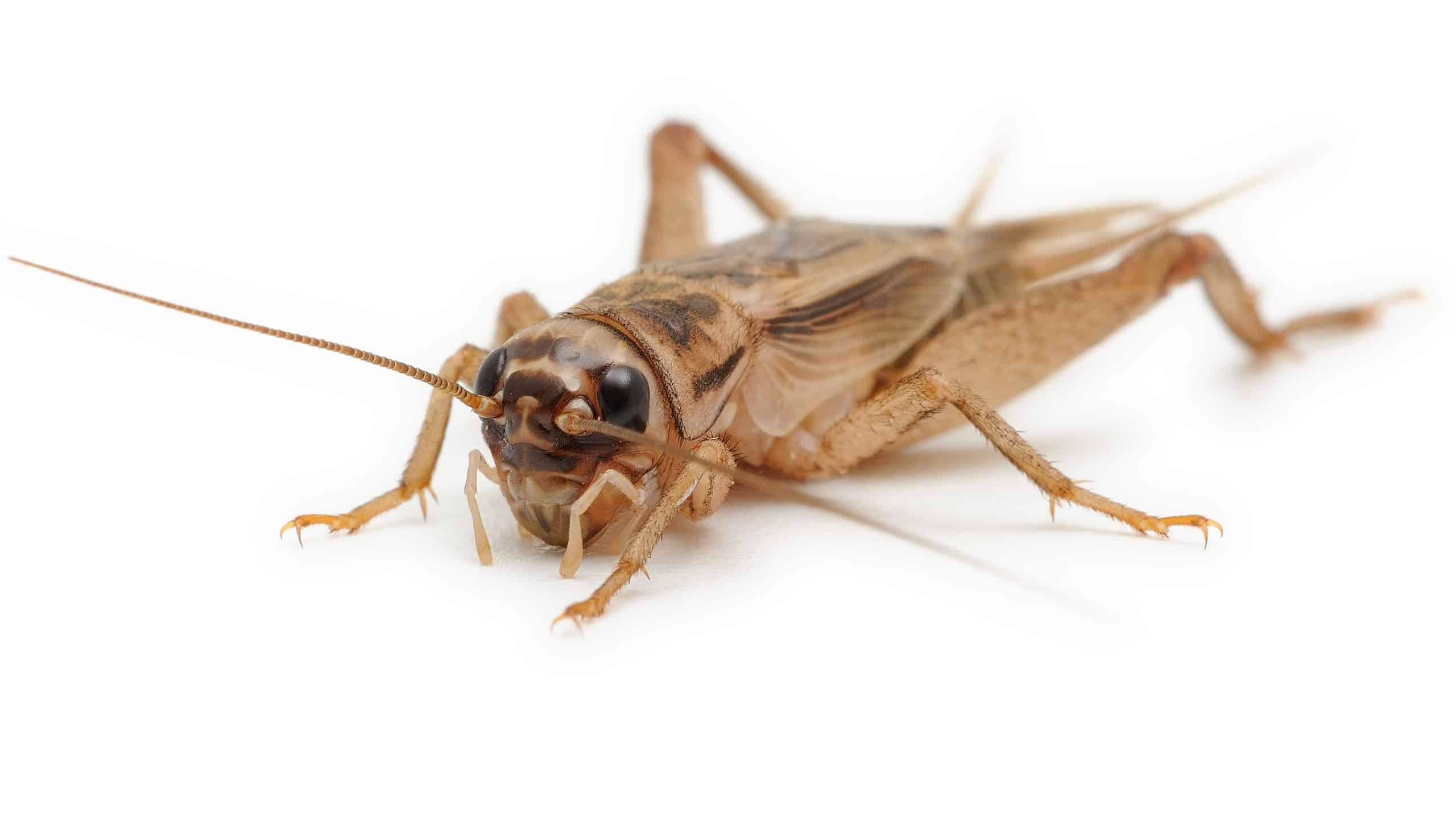 Discover 9 Smells That Crickets Absolutely Hate