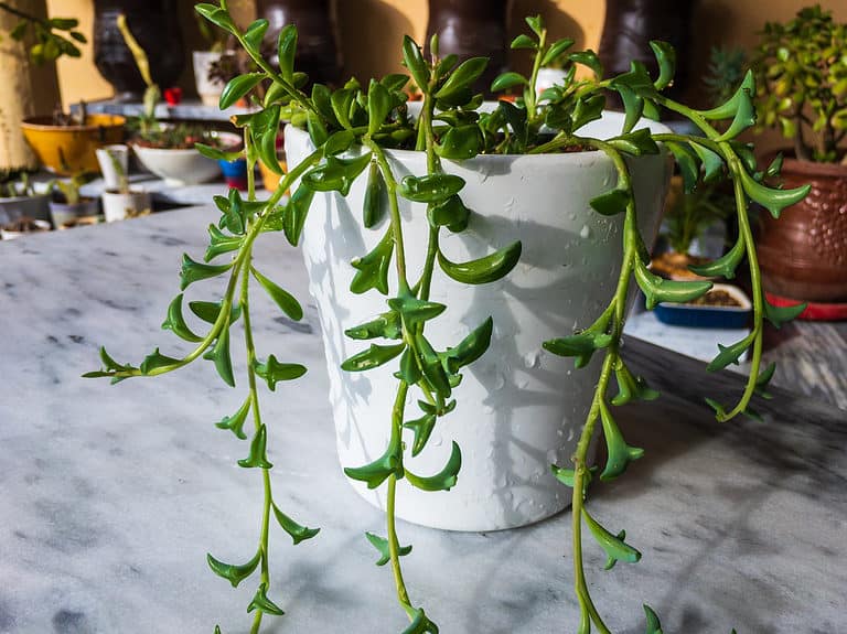 The leaves of the dolphin succulent resemble leaping dolphins.