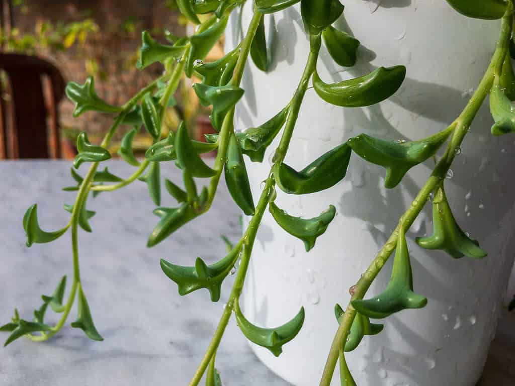 The leaves of the dolphin succulent (or string of dolphins) look remarkably like leaping dolphins.