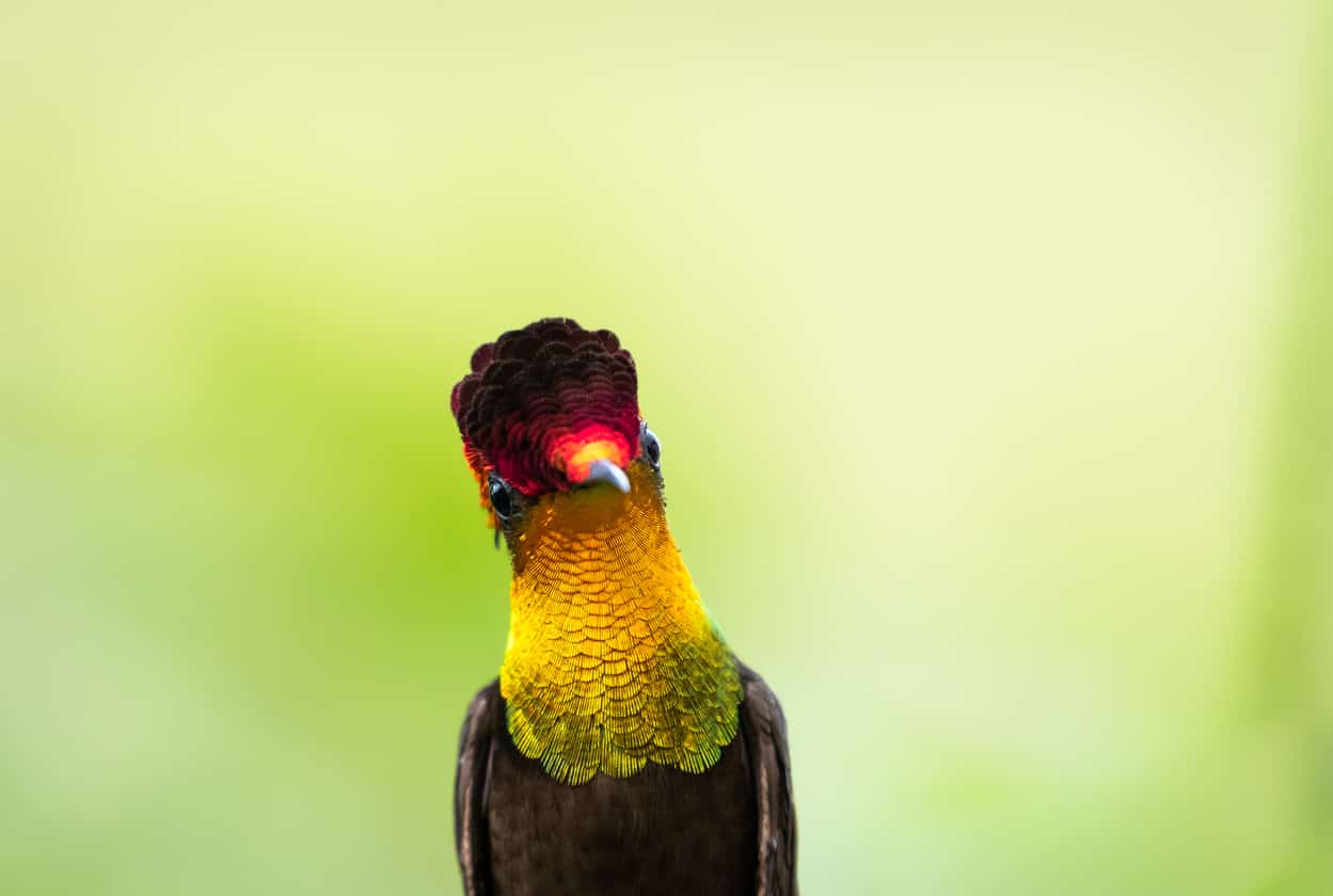 12 Colorful Types Of Rainforest Birds
