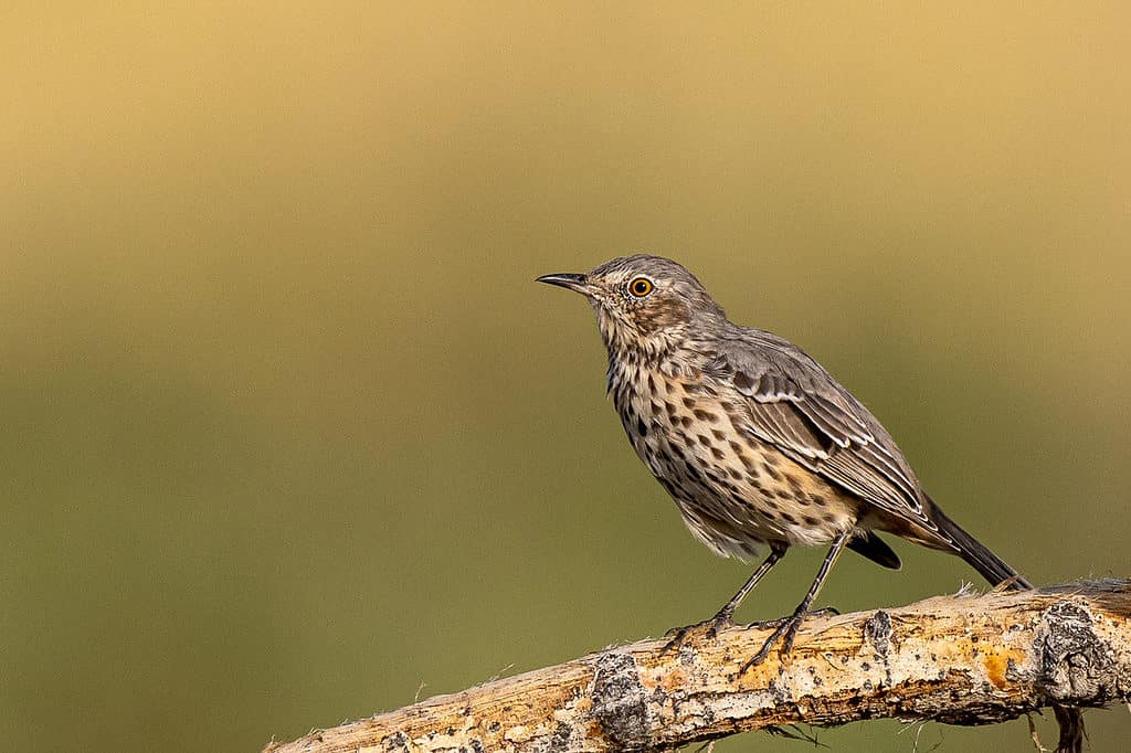 Thrush Bird