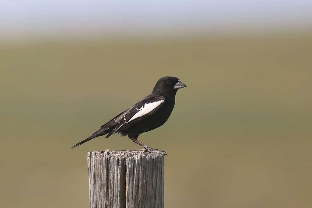 26 Black and White Birds (With Pictures of Each!) - AZ Animals