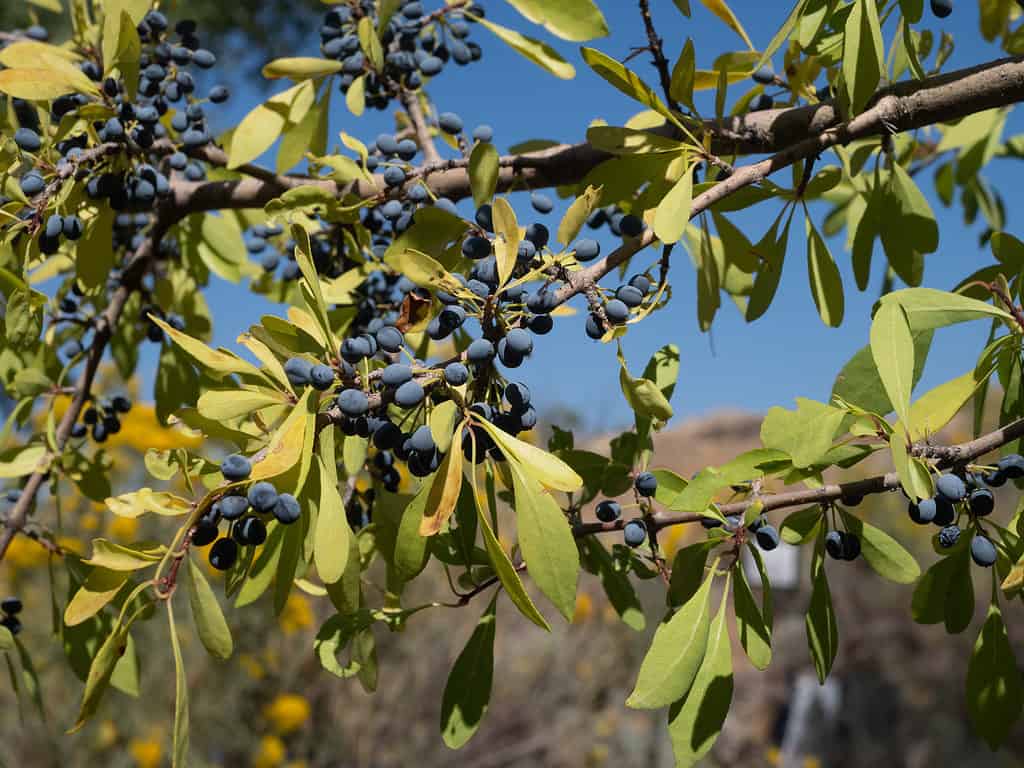 New Mexico olive (Forestiera pubescens)