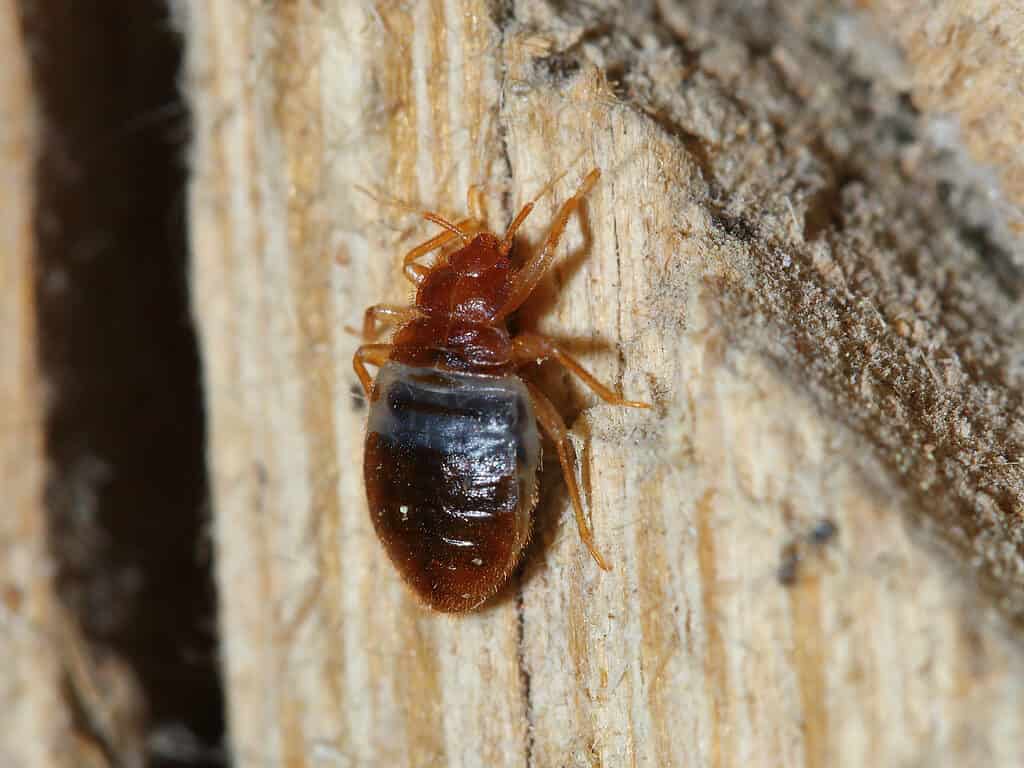 10 Tiny Bugs That Look Like Bed Bugs - A-Z Animals