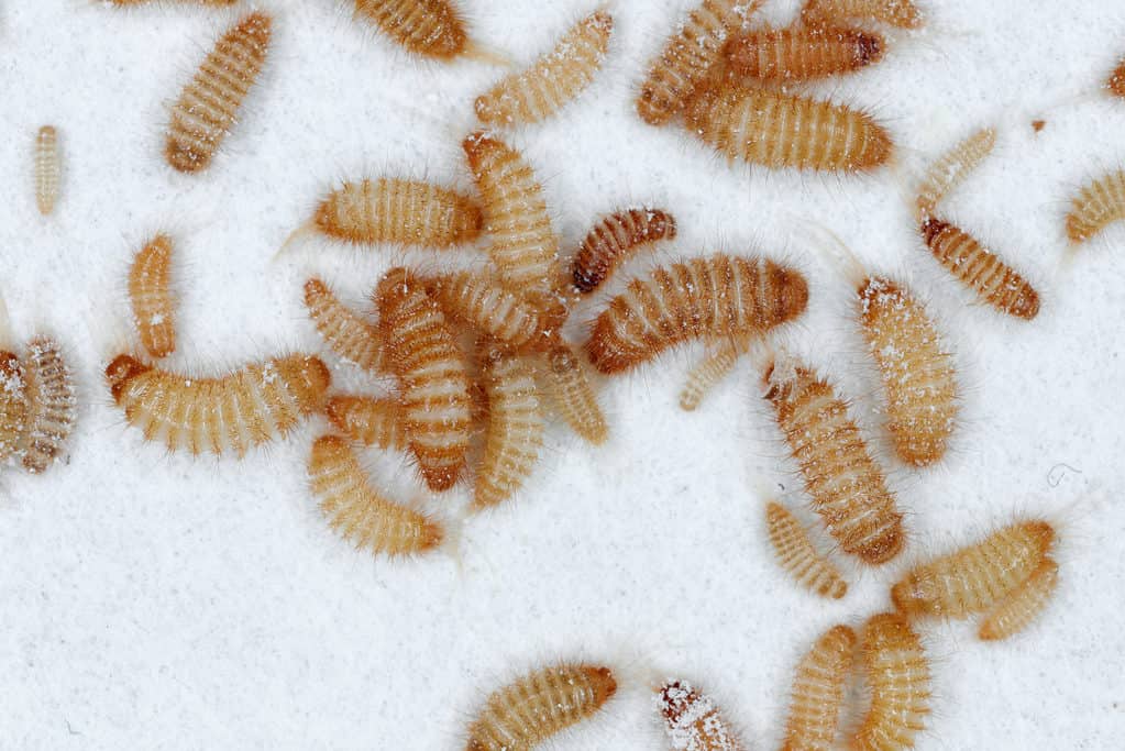 Khapra beetle larvae devouring grain stores