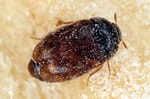 Khapra beetle