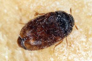 Khapra beetle Trogoderma granarium