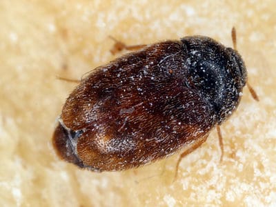 A Khapra Beetle