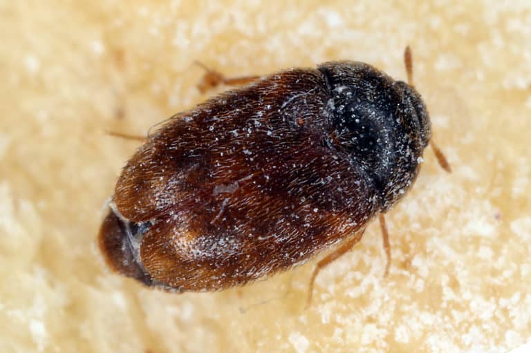Khapra beetle Trogoderma granarium