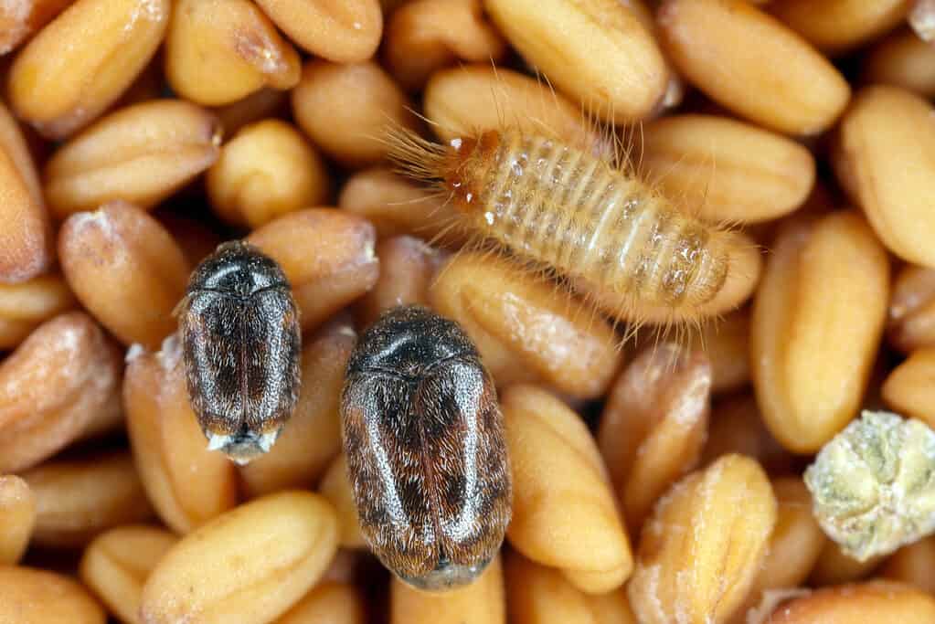 Khapra beetle adult and larvae on seeds