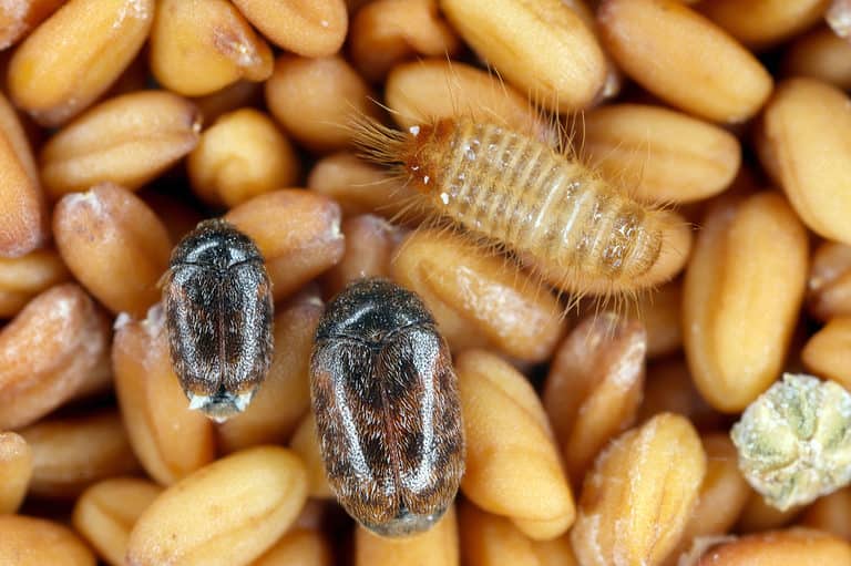 Khapra beetle adult and larvae on seeds