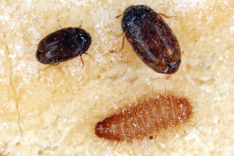 Khapra beetle, male, female and larvae