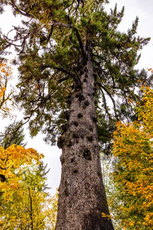 Sitka Spruce, Color Image, Famous Place, Forest, Landscape - Scenery