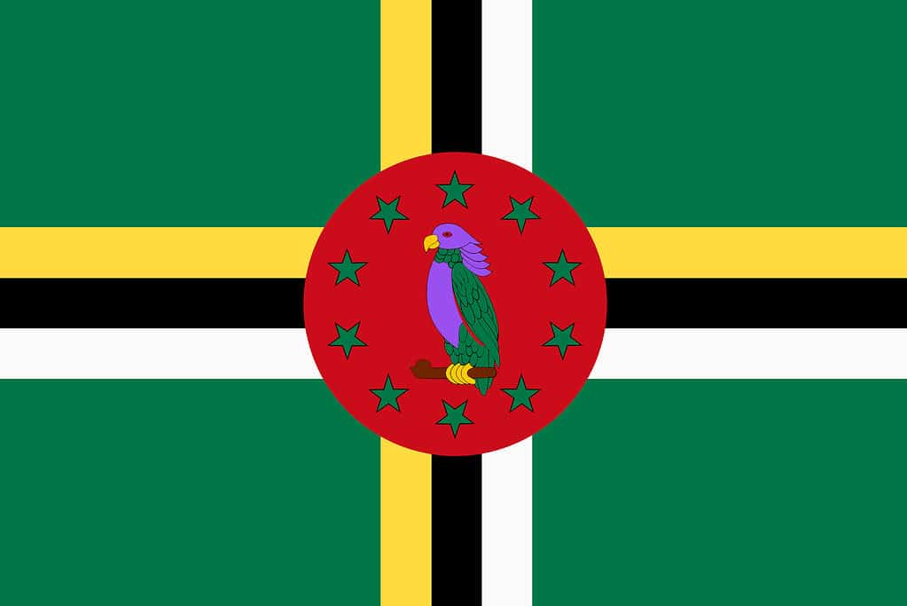 Dominican flag background illustration green yellow black red sissel parrot