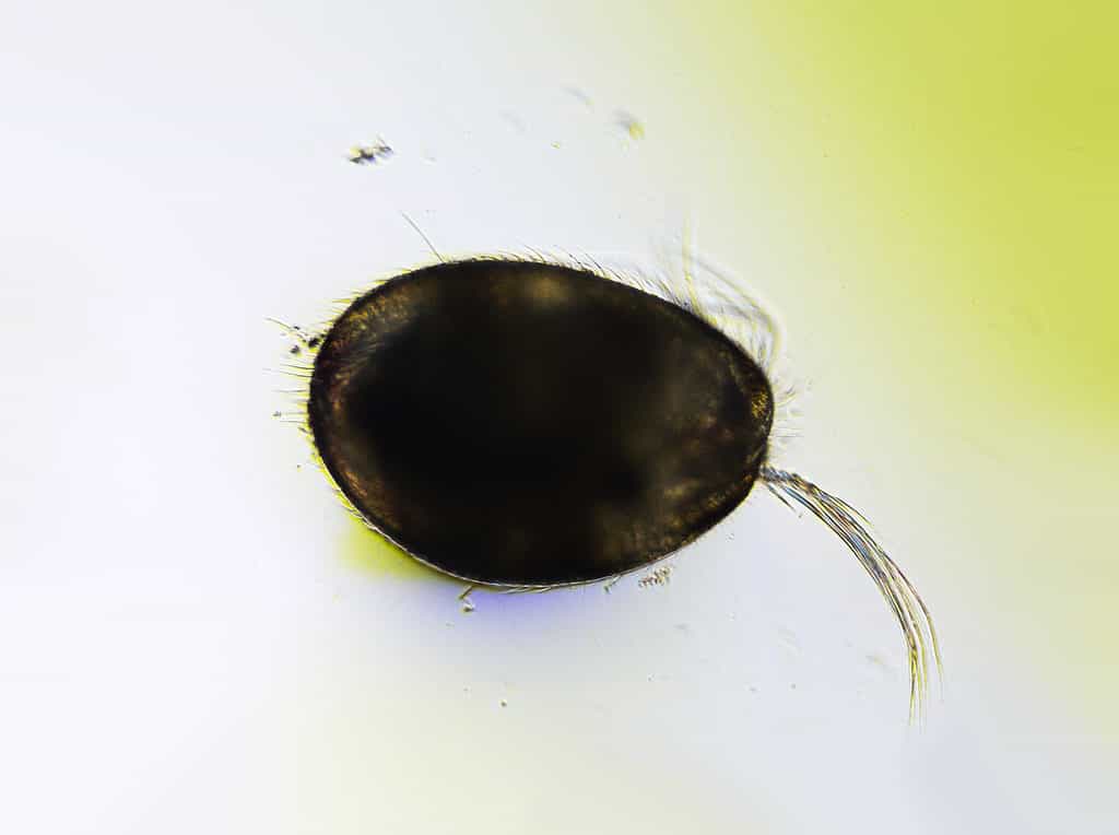 Microscopic freshwater Ostracod 