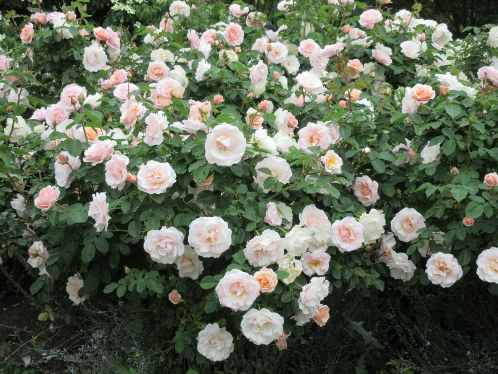 A Floribunda rose bush in the variety Pretty Lady with peach and white blooms