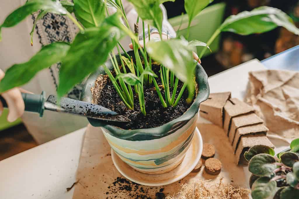 A potted peace lily's soil being tended to in a pot