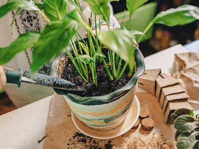 A Peace Lily Fertilizer: Do You Need It And Other Tips