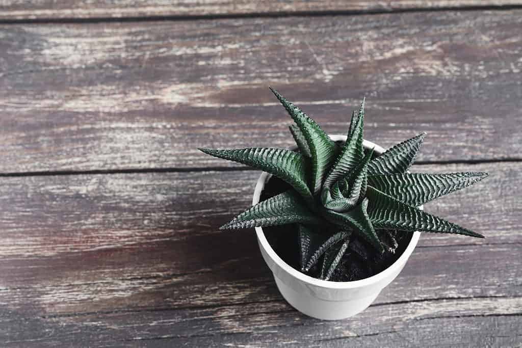 Types Of Small Succulents