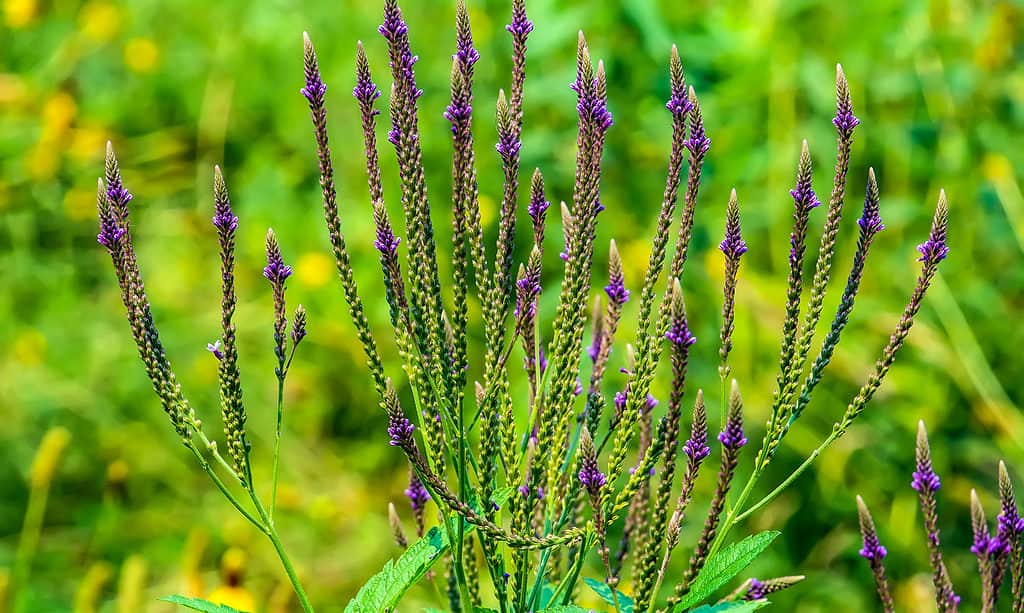 Vervain, Blue, Flower, Beauty, Beauty In Nature