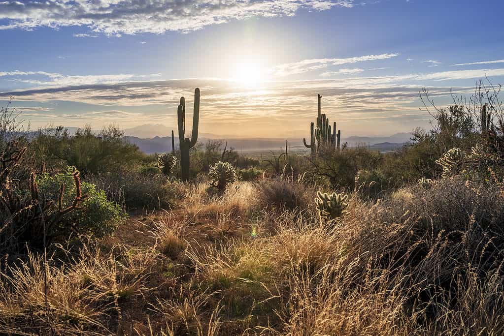 Sonoran Desert landscape