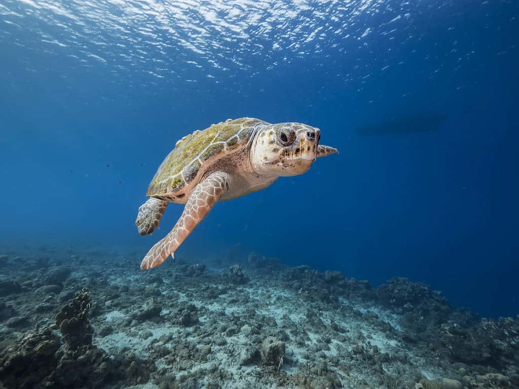 Sea Turtle Animal Facts - AZ Animals
