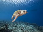 wideangel of Sea Turtle at scuba dive around Curaçao /Netherlands Antilles