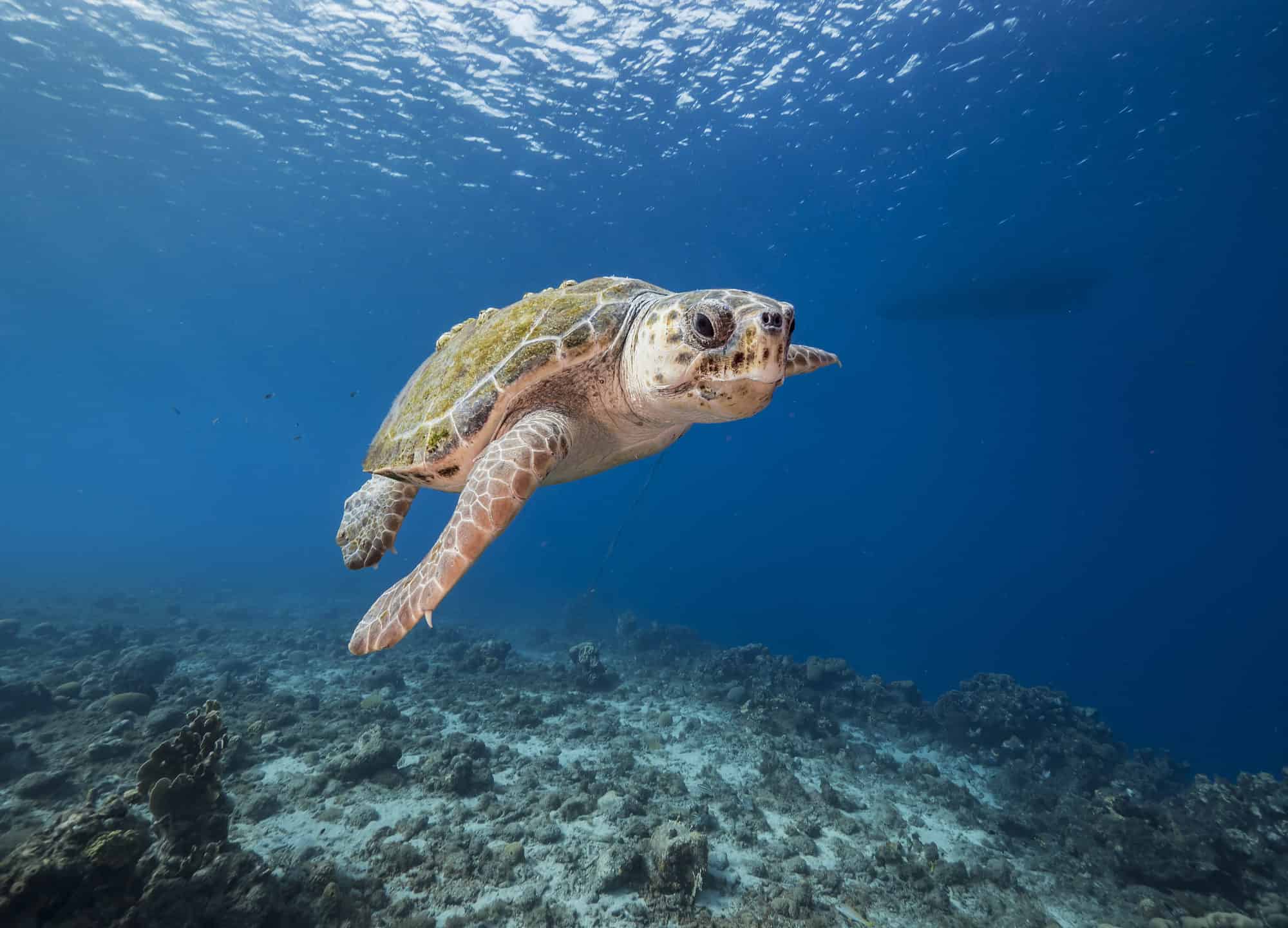 Sea Turtle